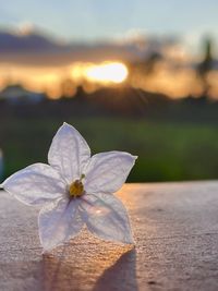 Close-up of white flowering plant against sky during sunset