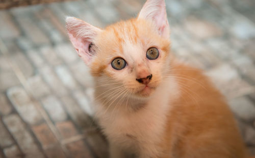 Close-up of cat