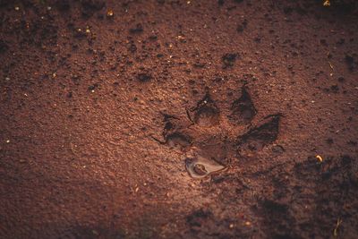 High angle view of paw print on wet field