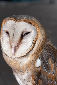 Close-up of owl