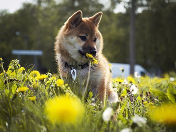 Close-up of dog on field