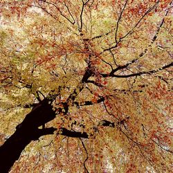 Close-up of tree against sky