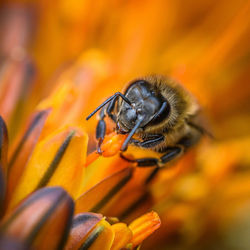 Close-up of bee pollinating on flower