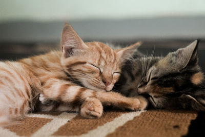 Close-up of cat sleeping