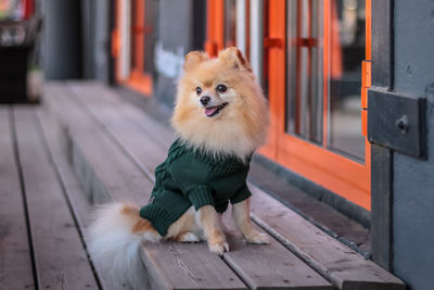 Portrait of dog looking away