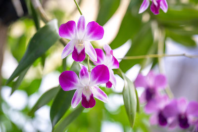 Close-up of pink flowering plant