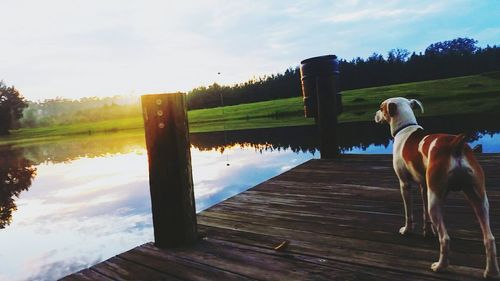 Dog on wood against sky