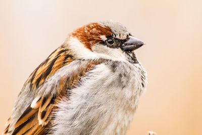 Male house sparrow or passer domesticus is a bird of the sparrow family passeridae