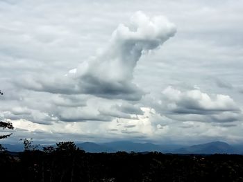 Low angle view of trees against sky