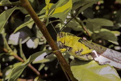 Close-up of a lizard on tree