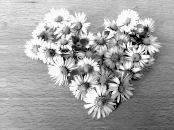 High angle view of daisy flowers