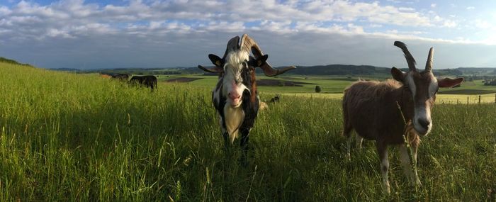 Panoramic shot of goats on grassy field against sky