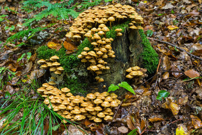 High angle view of mushrooms growing on land