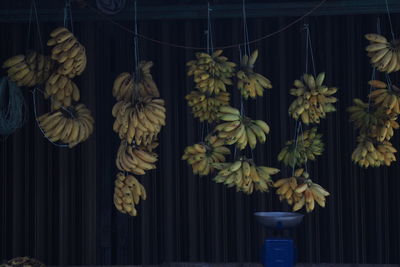 Close-up of flowers hanging against wall