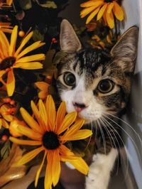 Close-up of cat on flower