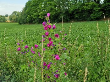 Pink flowering plants on field