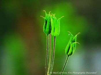 Close-up of buds on plant