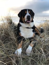 Dog looking away while sitting on land