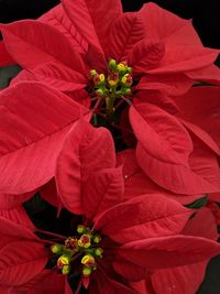 Close-up of red flowering plant