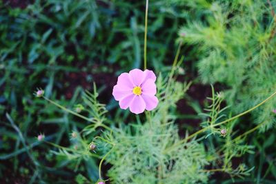 Close-up of pink flowering plant on field