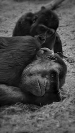 Sleeping mother gorilla and child 