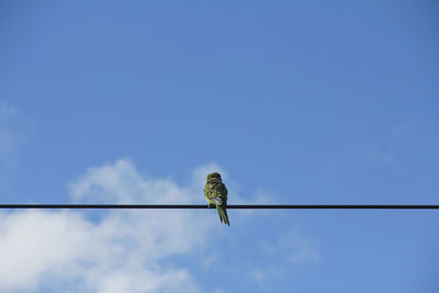 Low angle view of bird perching on cable against sky