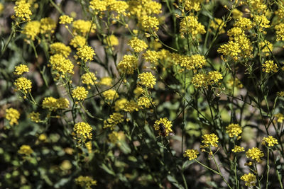 Close-up of yellow flowering plants