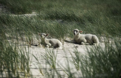 Sheep sitting on sand at beach