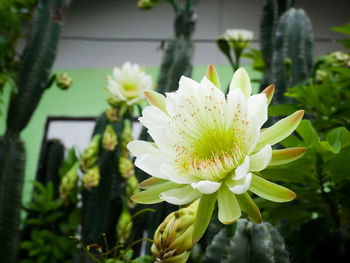 Close-up of flower blooming outdoors