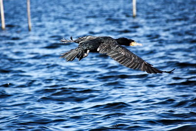 Bird flying over sea