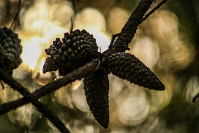 Close-up of pine cone on tree