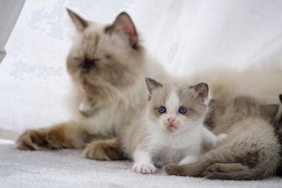 Portrait of cat with kitten