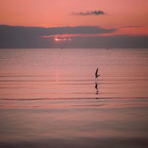 Silhouette bird in lake against sky at sunset