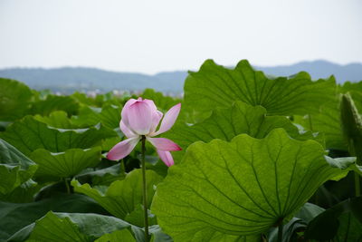 Close-up of pink lotus leaves