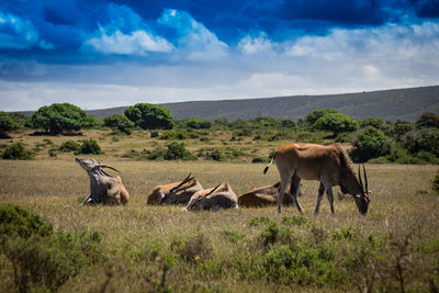 Horses on landscape against sky