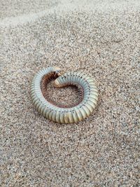 High angle view of shell on sand