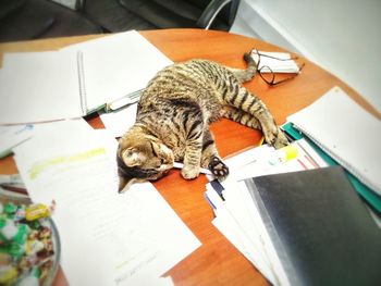 High angle view of cat sitting on table