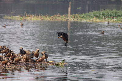 Ducks swimming in lake