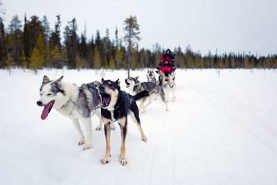 Dogs on snow field against sky