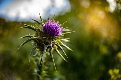 Close-up of thistle flower