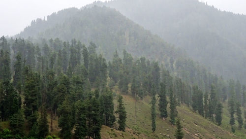 Panoramic shot of trees in forest against sky