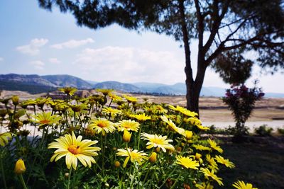 Yellow flowers blooming on field against sky