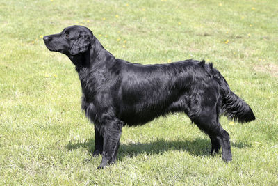 Black dog standing on field