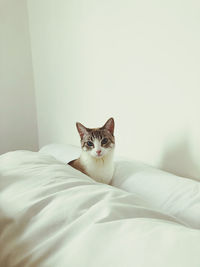 Portrait of a cat on bed