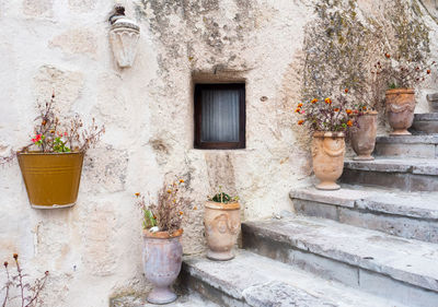 Potted plants outside building