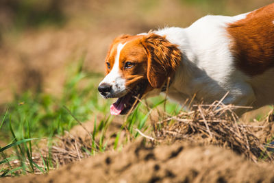 Dog sticking out tongue on field