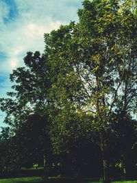 Low angle view of trees against sky