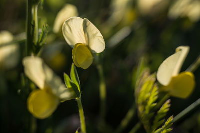 Close-up of yellow flower blooming outdoors