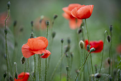 Close-up of red poppy flowers in field