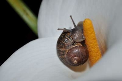 Close-up of snail